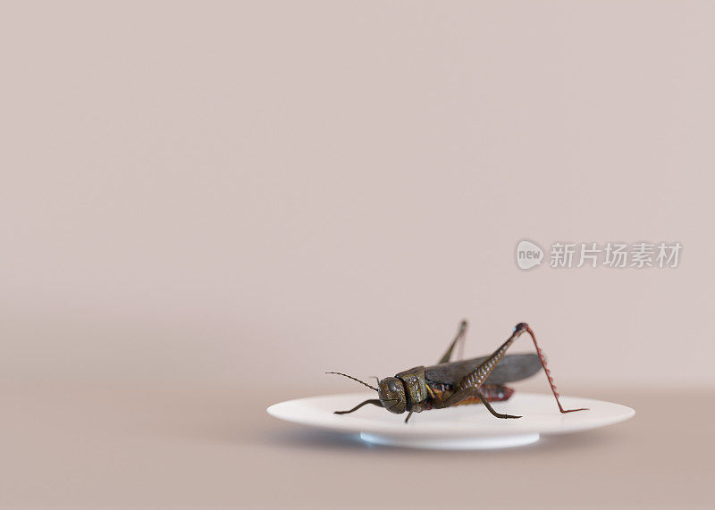 可食用昆虫。蟋蟀是很好的蛋白质来源。文本复制空间。食虫学，昆虫学的概念。油炸昆虫。特写视图。3 d渲染。